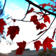 Illustration for article titled Shooting Challenge Fall Leaves Gallery 5